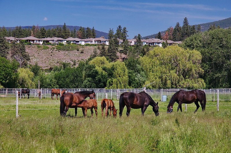 Horses graze in West Kelowna.